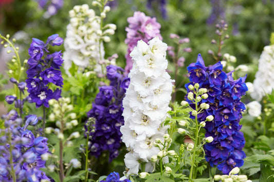 100 ROCKET LARKSPUR DELPHINIUM Consolida Giant Imperial Mixed Colors Flower Seeds