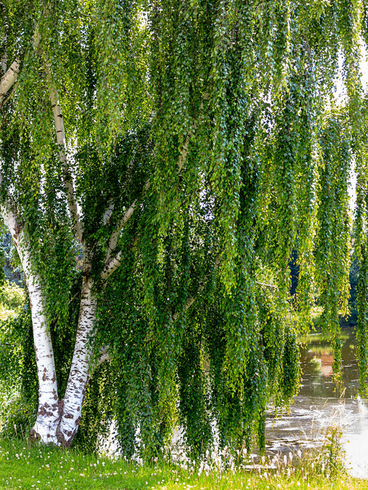 50 SILVER WEEPING BIRCH Tree White European Betula Pendula Alba Seeds