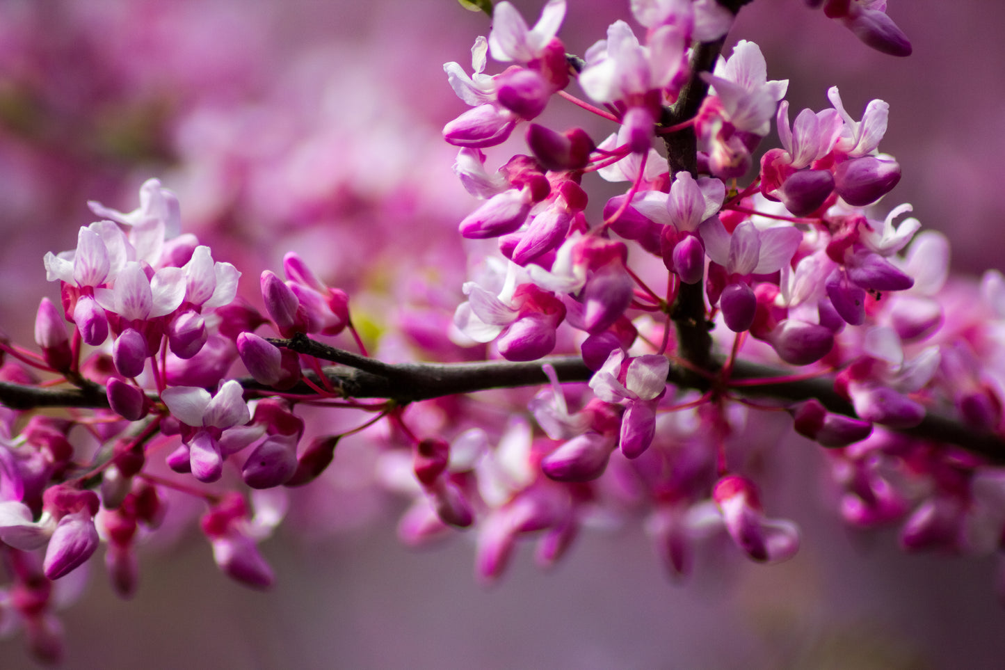 20 Eastern REDBUD TREE Cercis Canadensis Pink Flowering Native Tree Seeds