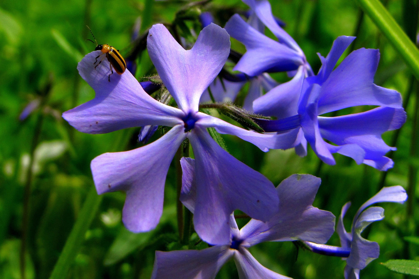 20 PRAIRIE PHLOX Pilosa Mixed Colors Pink Purple White Native Flower Seeds