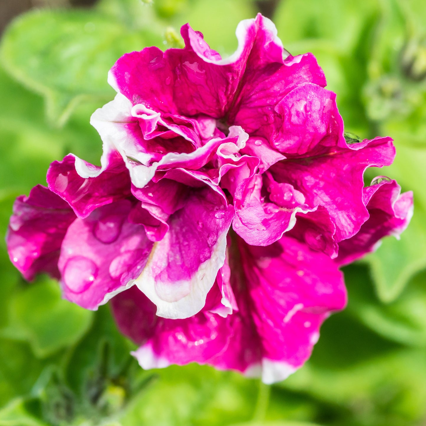 20 DOUBLE MIX PETUNIA Floribunda Red Pink Purple Flower Seeds