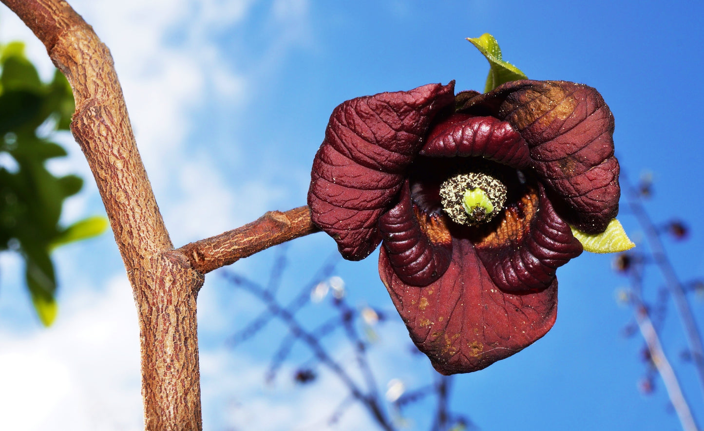 5 PAW PAW Fruit TREE Indian Banana Asimina Triloba Flower Seeds