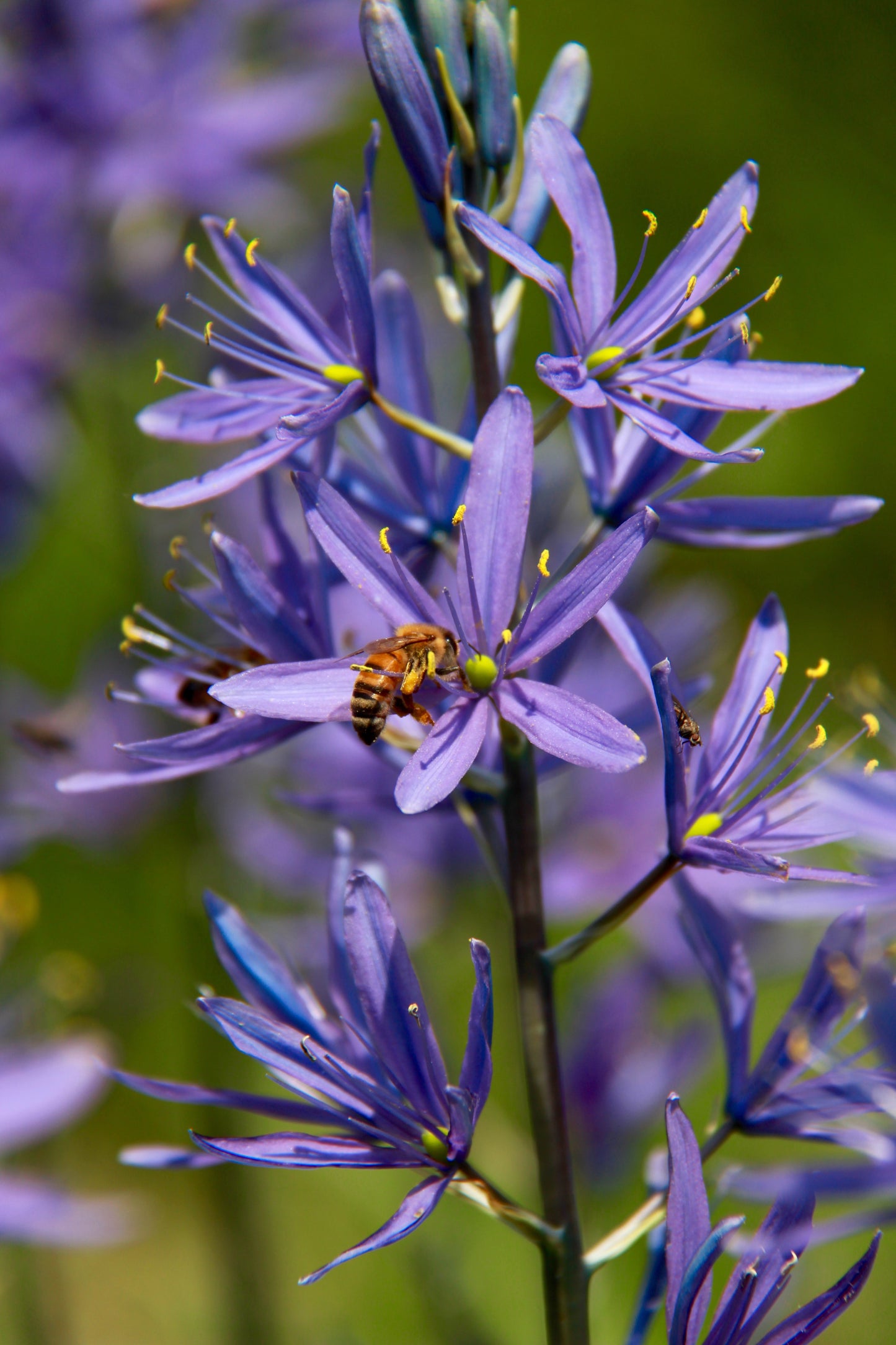 30 BLUE CAMAS Camass Lily Wild Indian Hyacinth Camassia Quamash Flower Herb Seeds