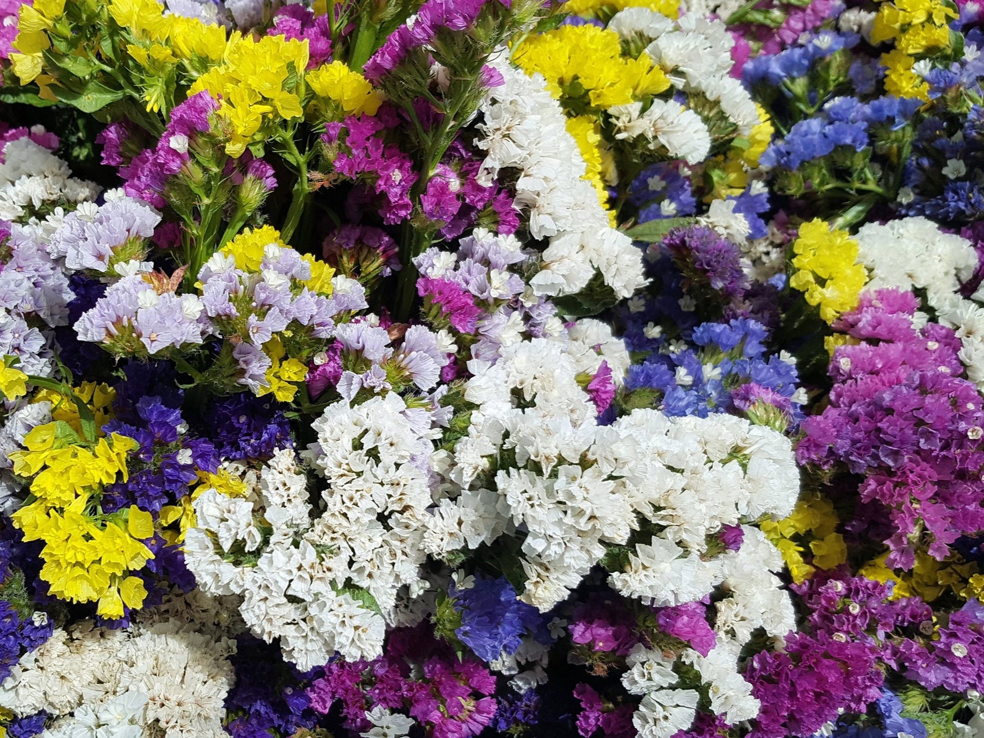 sea lavender plants for sale 50 Pacific Mix STATICE (Sea Lavender) Mixed Colors Limonium Sinuatum F – Seedville USA