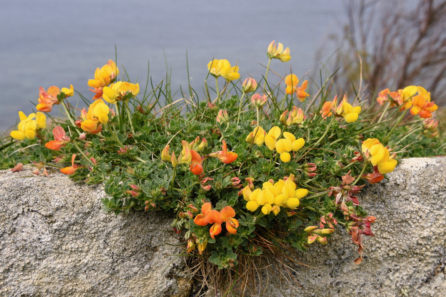 200 BIRDS FOOT TREFOIL (Birdfoot Deervetch / Cats Clover / Ground Honeysuckle) Lotus Corniculatus Fabaceae Flower Seeds