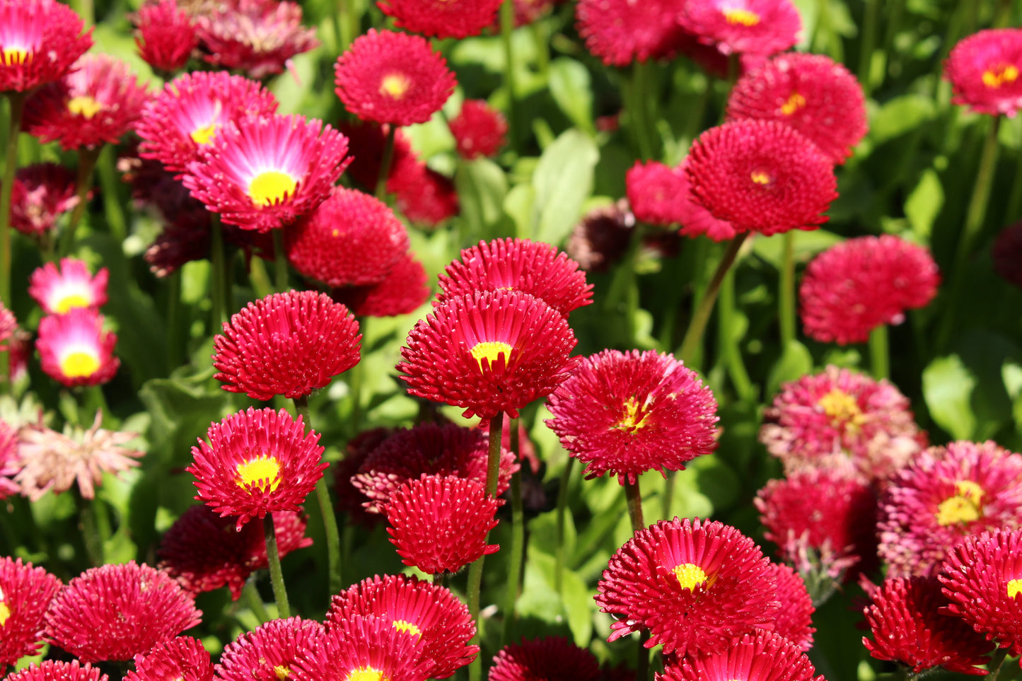 100 RED ENGLISH DAISY Bellis Perennis Double Flower Seeds