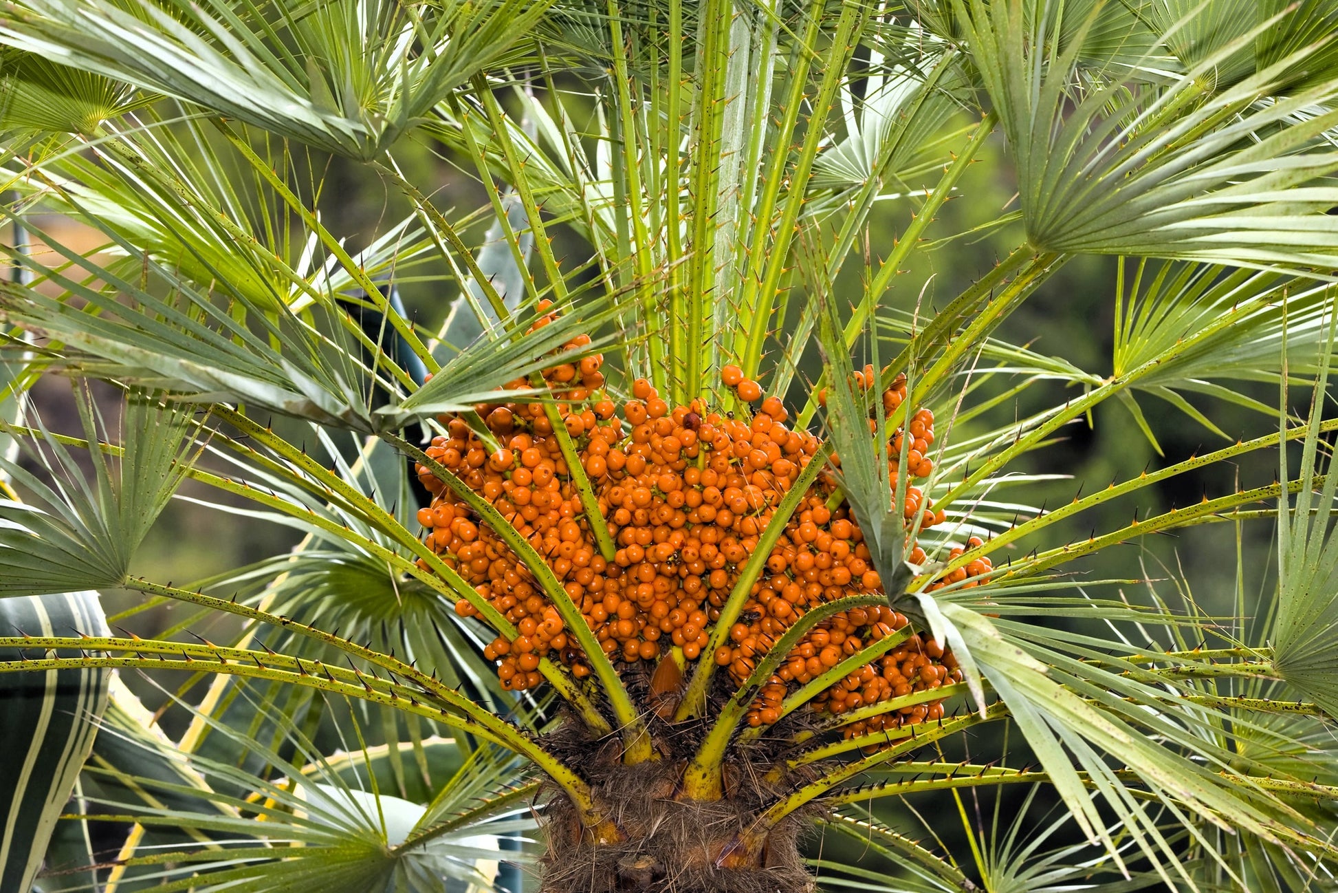 palm plant fruit 10 CANARY ISLAND Date PALM Phoenix Canariensis Tree Seeds – Seedville USA