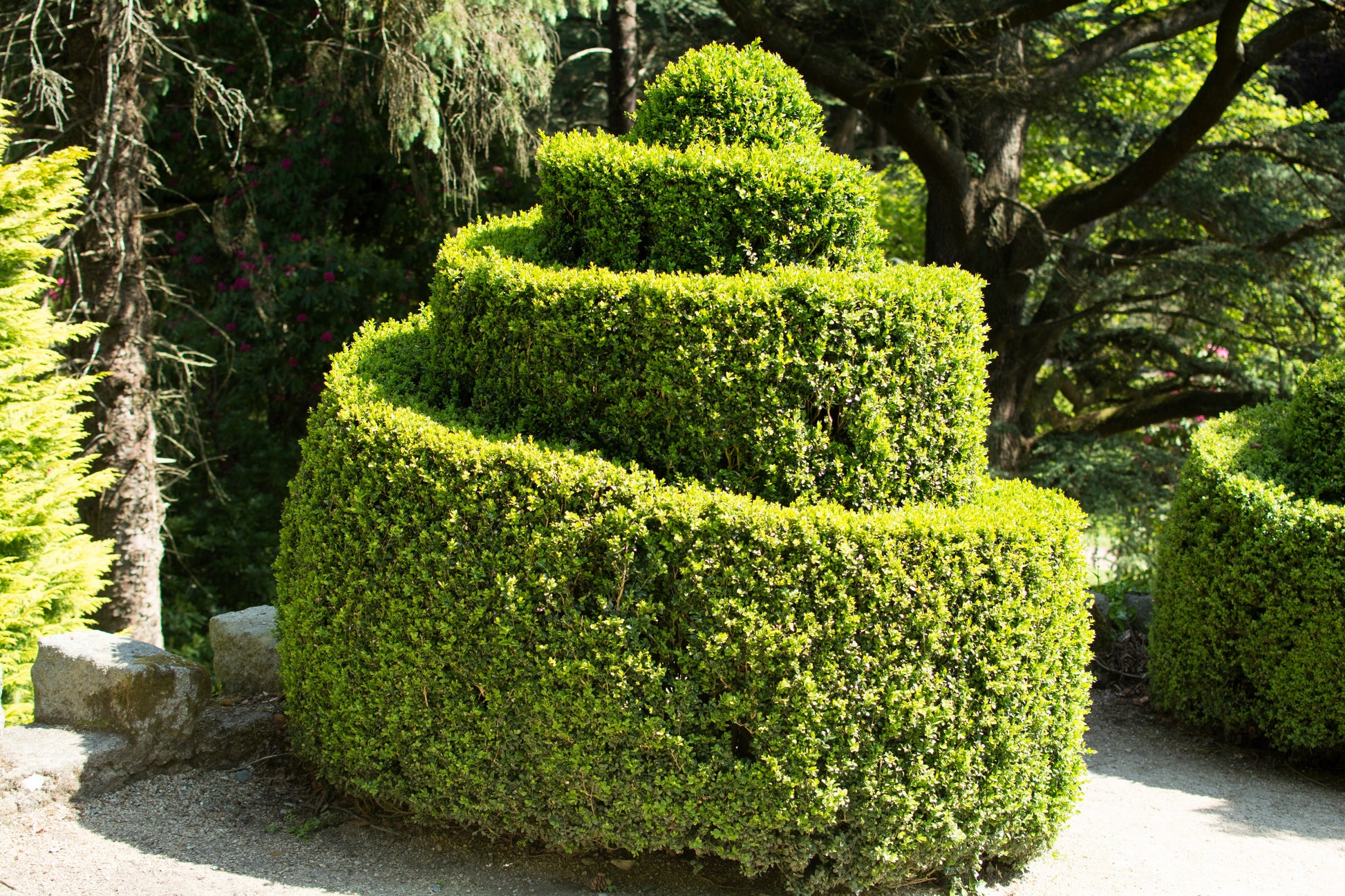 boxwood plant seeds 30 AMERICAN BOXWOOD Common Buxus Sempervirens European Box Shrub Seeds