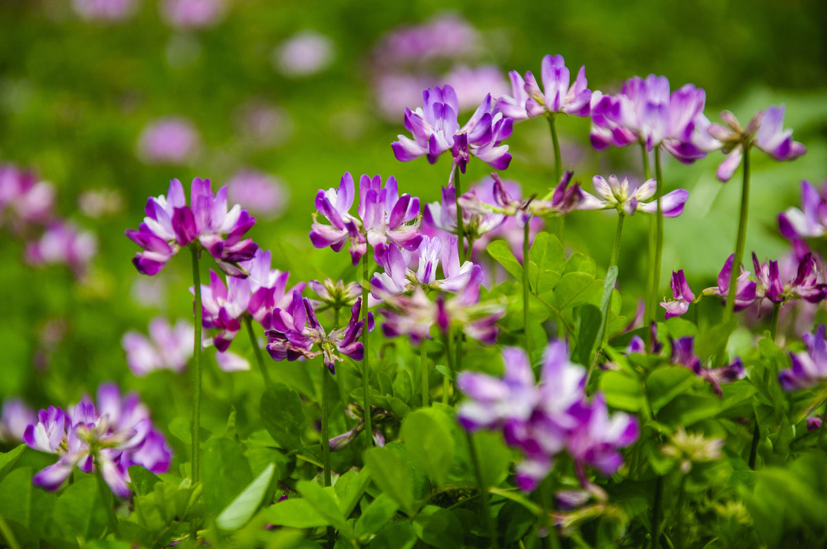 50 MILK VETCH Astragalus Sinicus Pink Purple Flower Ground Cover Legume Seeds