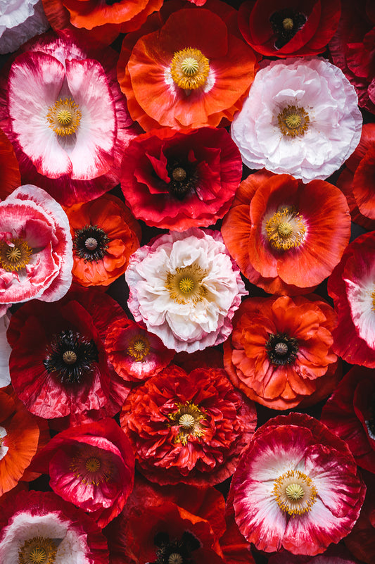 1000 Mixed Colors DOUBLE SHIRLEY POPPY Papaver Rhoeas Flower Seeds