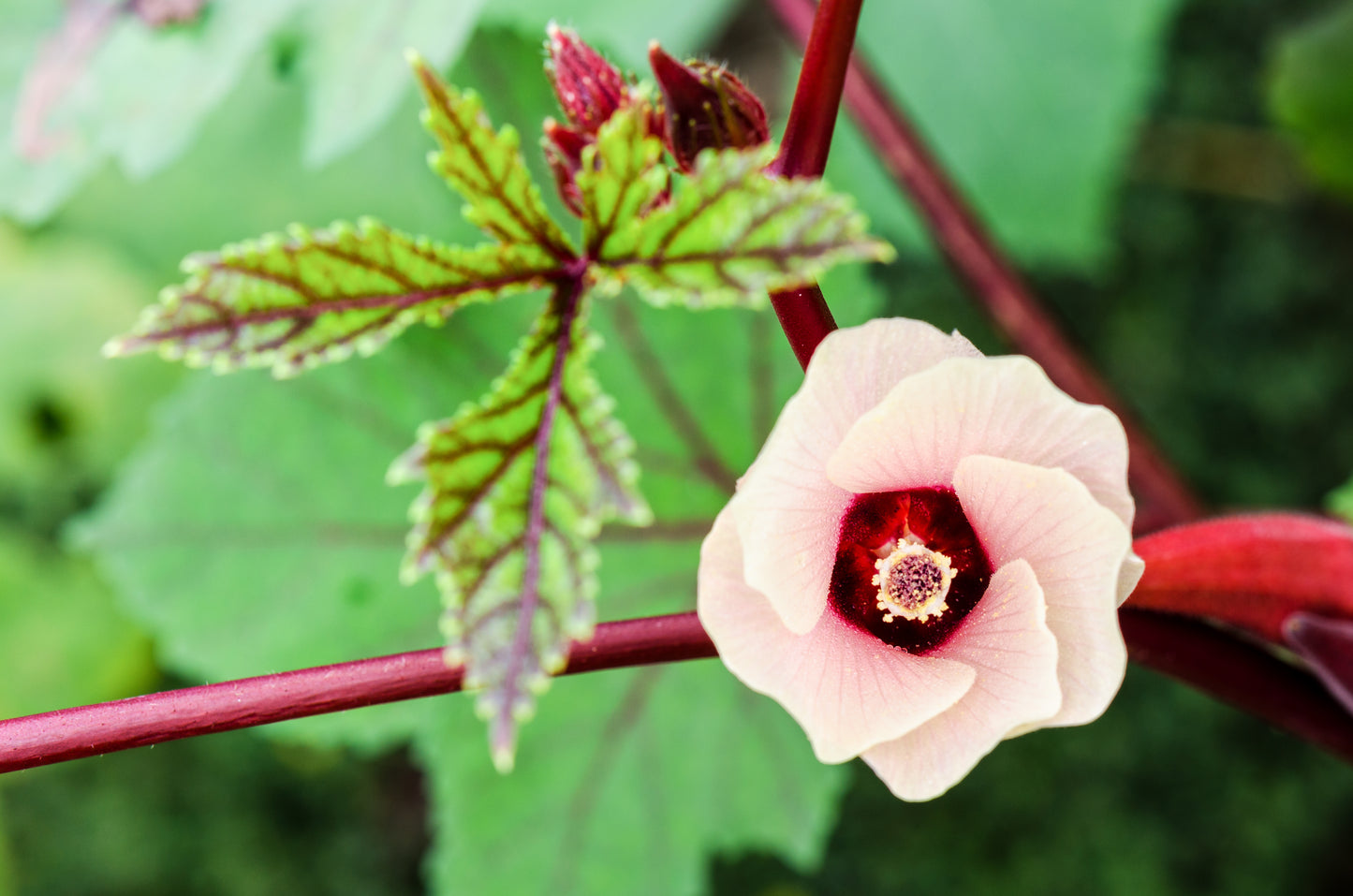 50 ROSELLE HIBISCUS Sabdariffa Rosella Fruit White & Red Flower Seeds