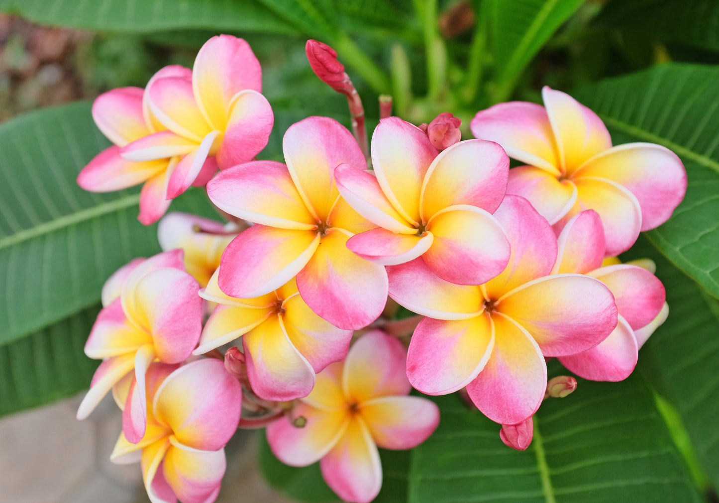 10 MIXED COLORS PLUMERIA Seeds - Lei Flower Frangipani Mix Fragrant Shrub Small Tree Pink Red Yellow White Peach Two Tone