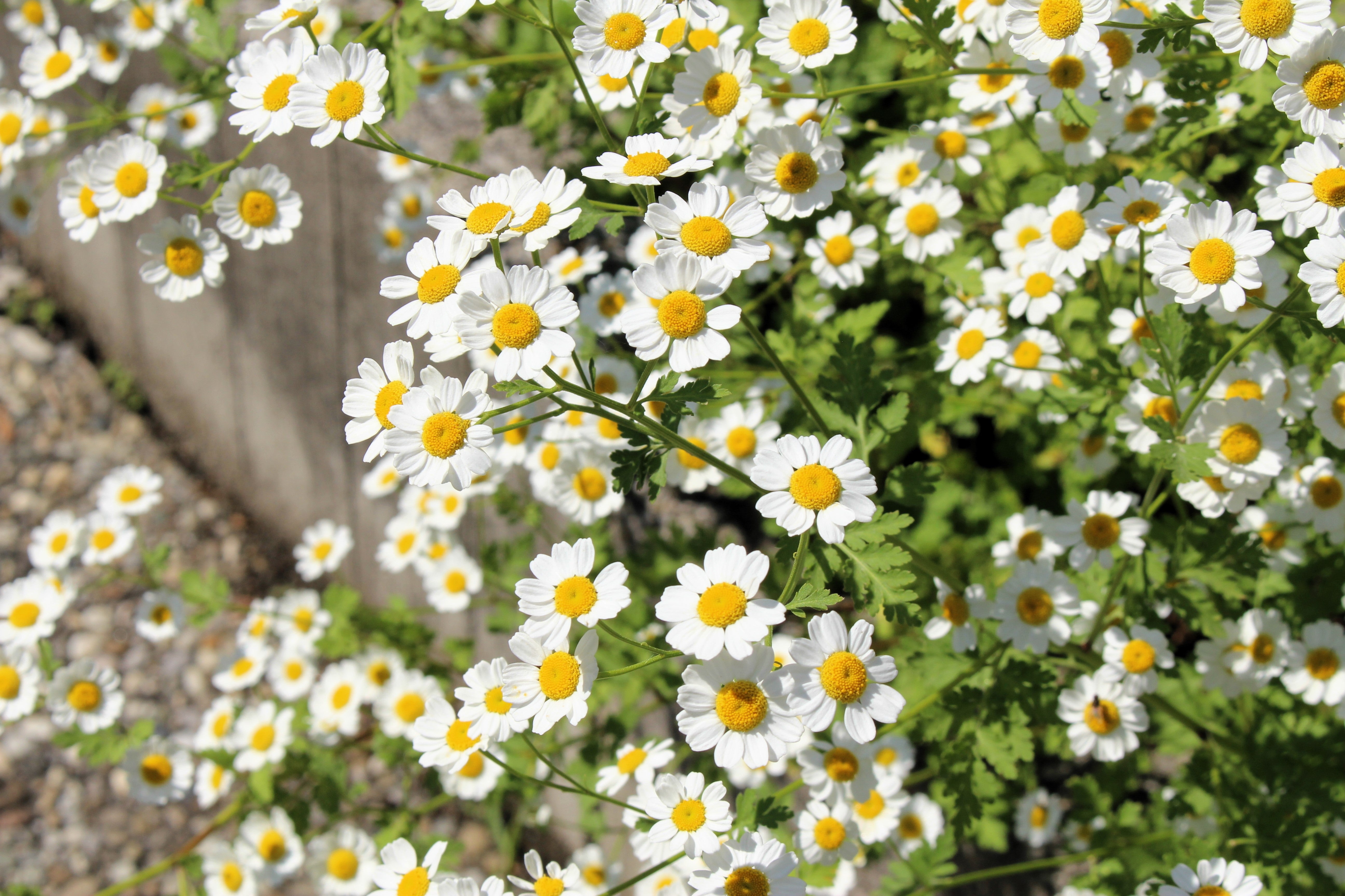 Seedville Feverfew - Thumbnail 4