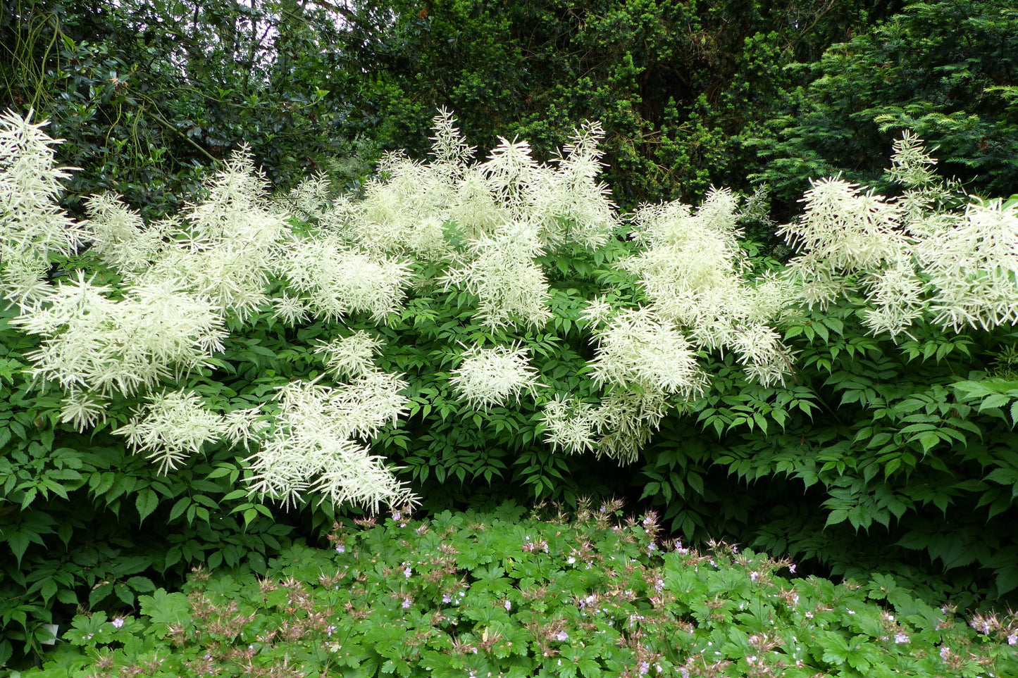 50 WHITE GOATS BEARD (like Astilbe) Aruncus Dioicus Flower Seeds