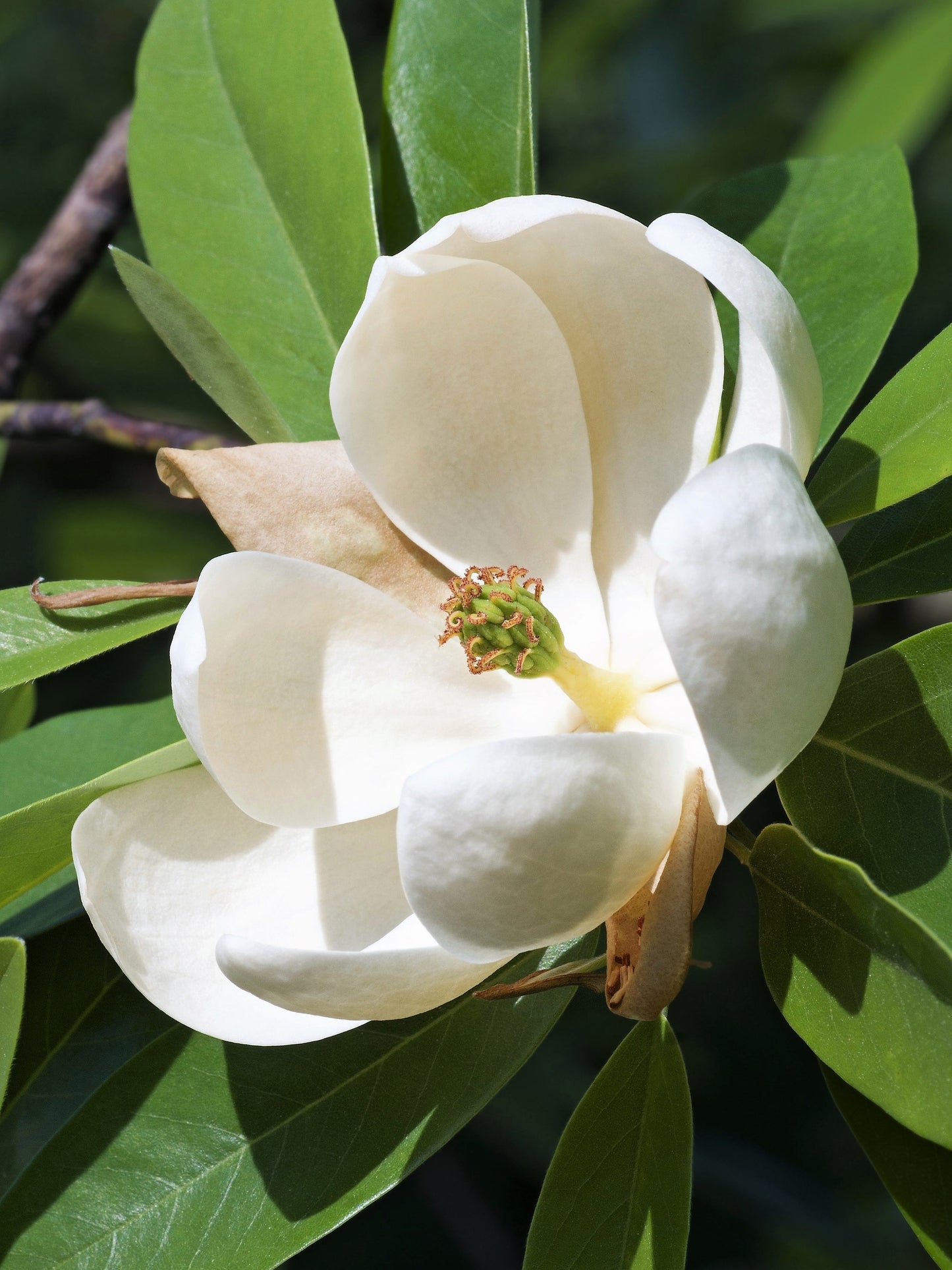 10 SWEETBAY MAGNOLIA Virginiana TREE Shrub Native Sweet Bay, White Bay, Laurel Magnolia - White 3" Fragrant Flower Seeds