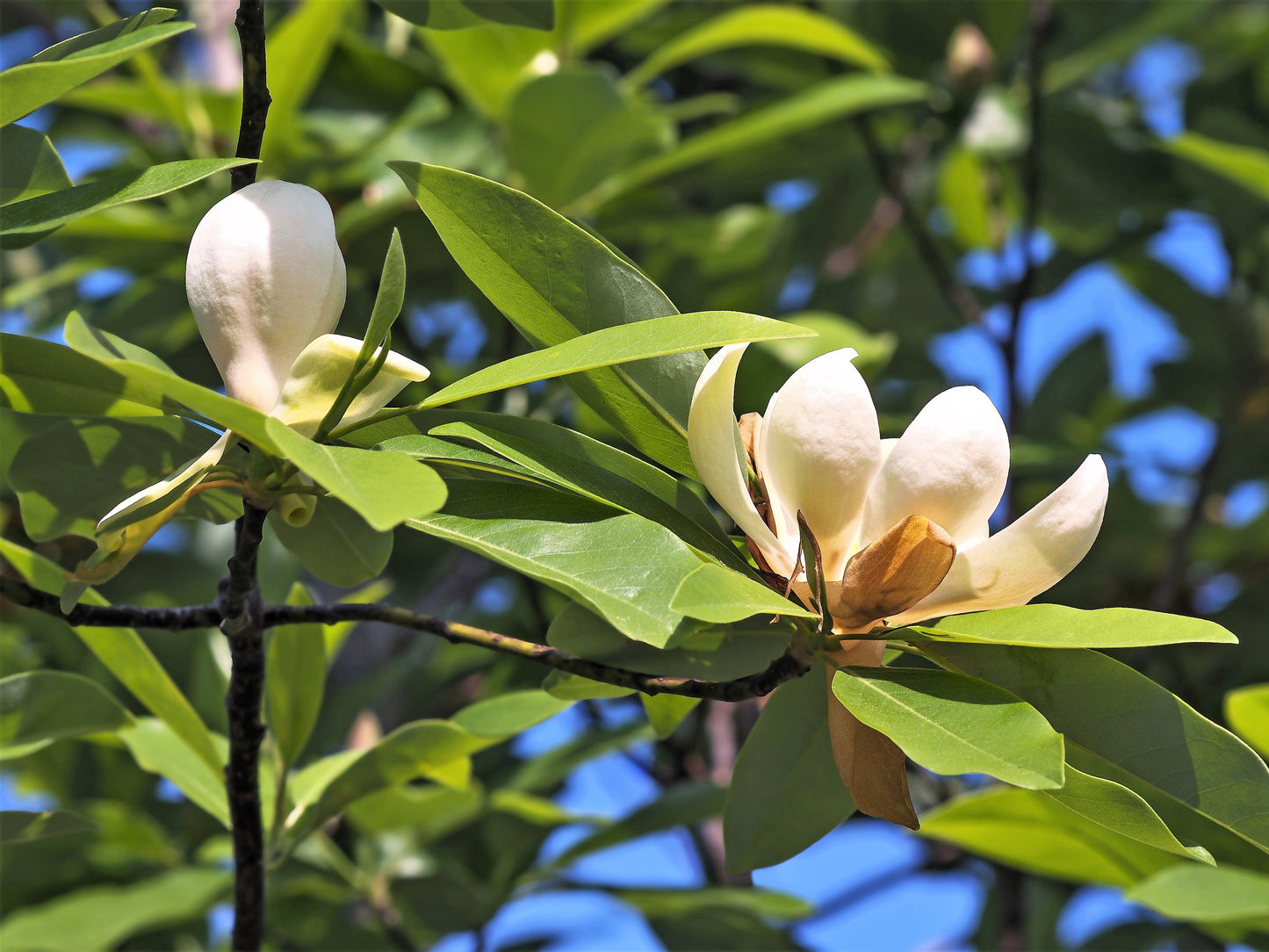 10 SWEETBAY MAGNOLIA Virginiana TREE Shrub Native Sweet Bay, White Bay, Laurel Magnolia - White 3" Fragrant Flower Seeds