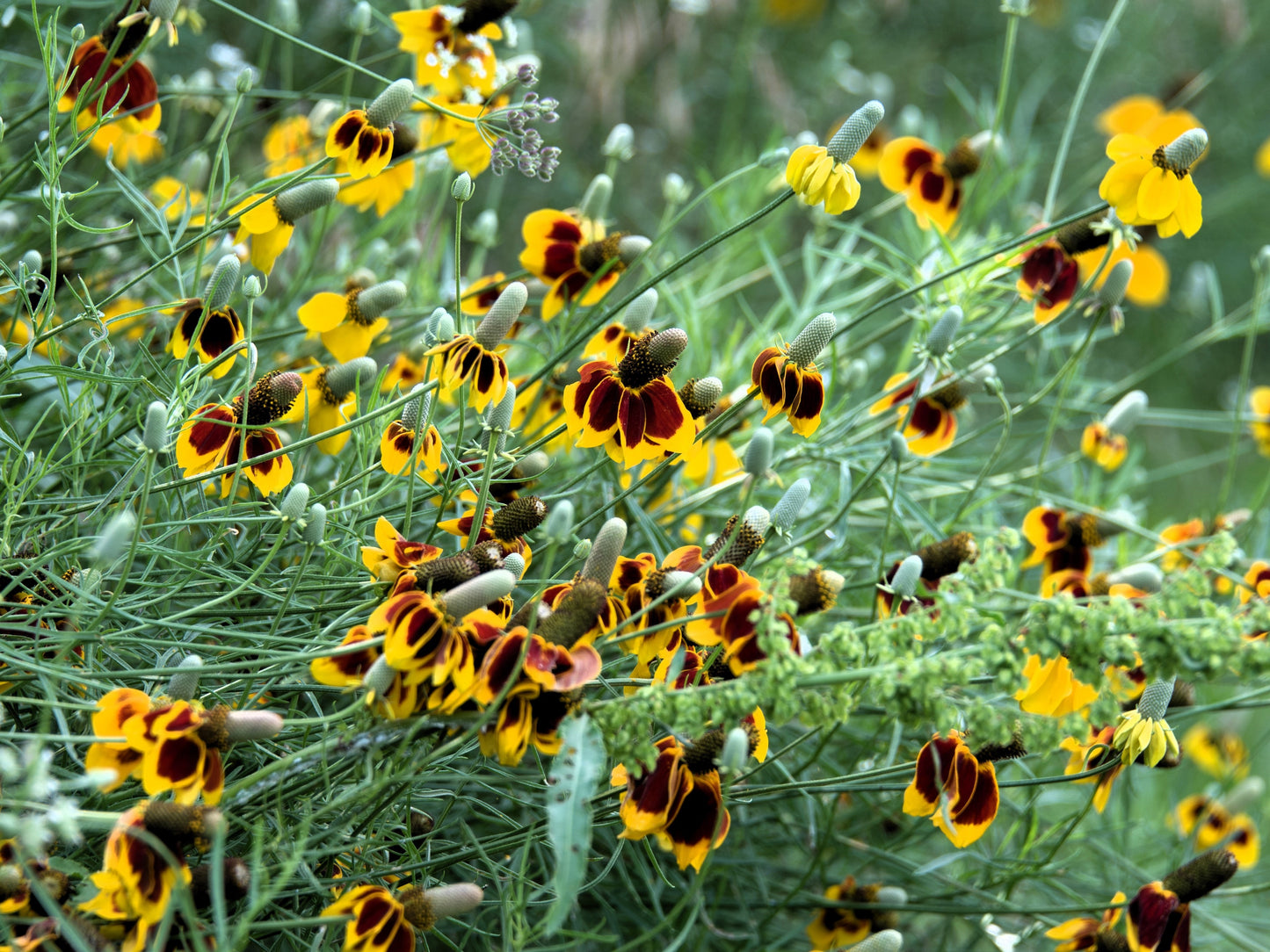 500 MEXICAN HAT Ratibida Columnaris Columnifera Red & Yellow Native Flower Seeds