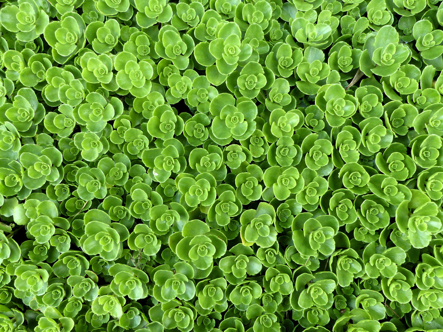 50 PURPLE CARPET SEDUM Spurium Coccineum Groundcover Flower Seeds