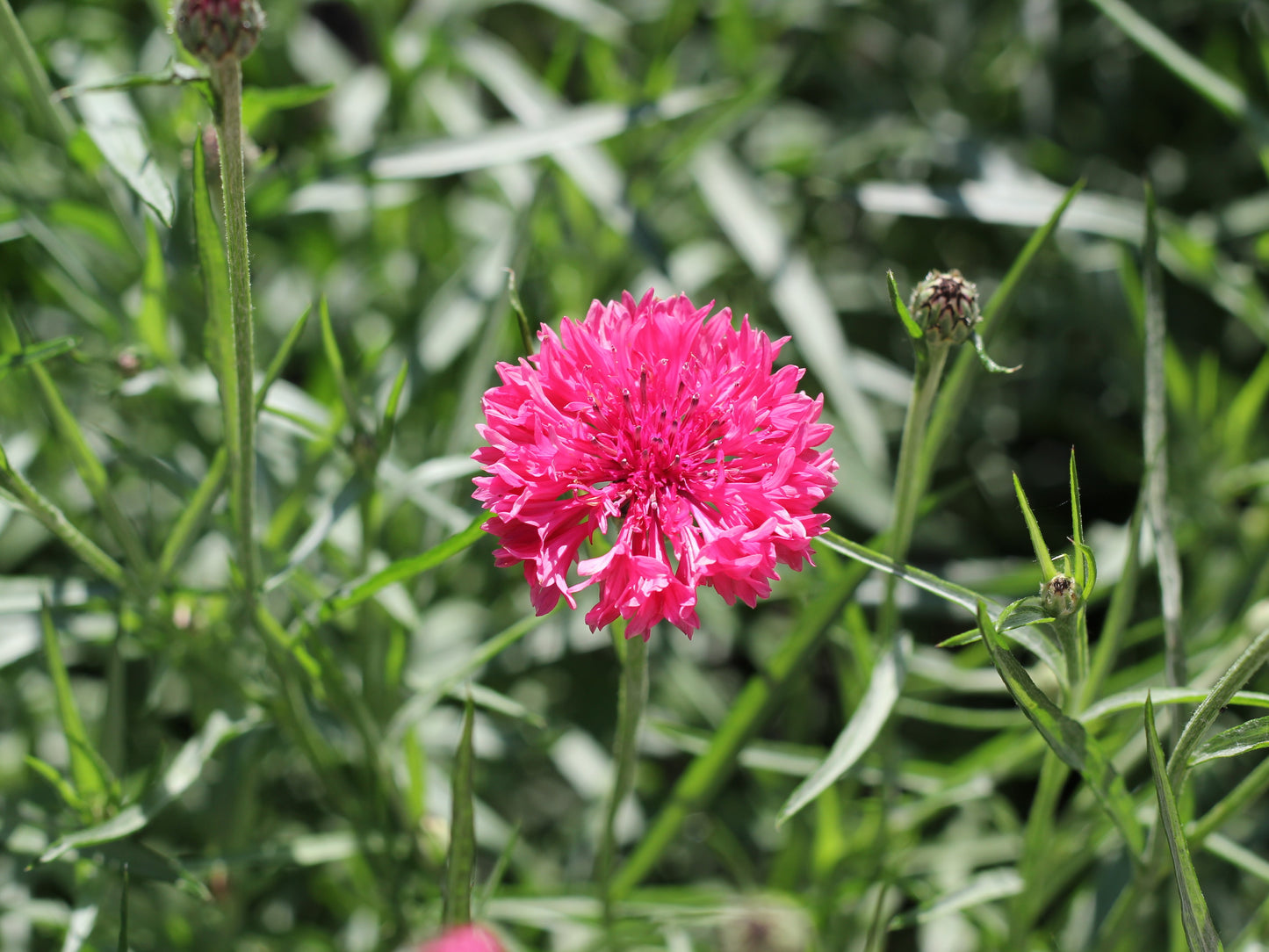 750 Red BACHELOR'S BUTTON / CORNFLOWER Centaurea Cyanus Flower Seeds