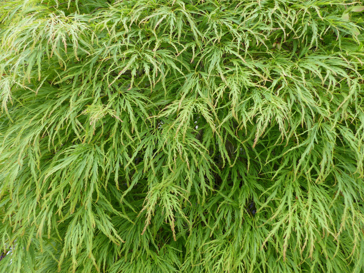 10 WEEPING LACELEAF MAPLE Japanese Acer Palmatum Dissectum Green Yello ...