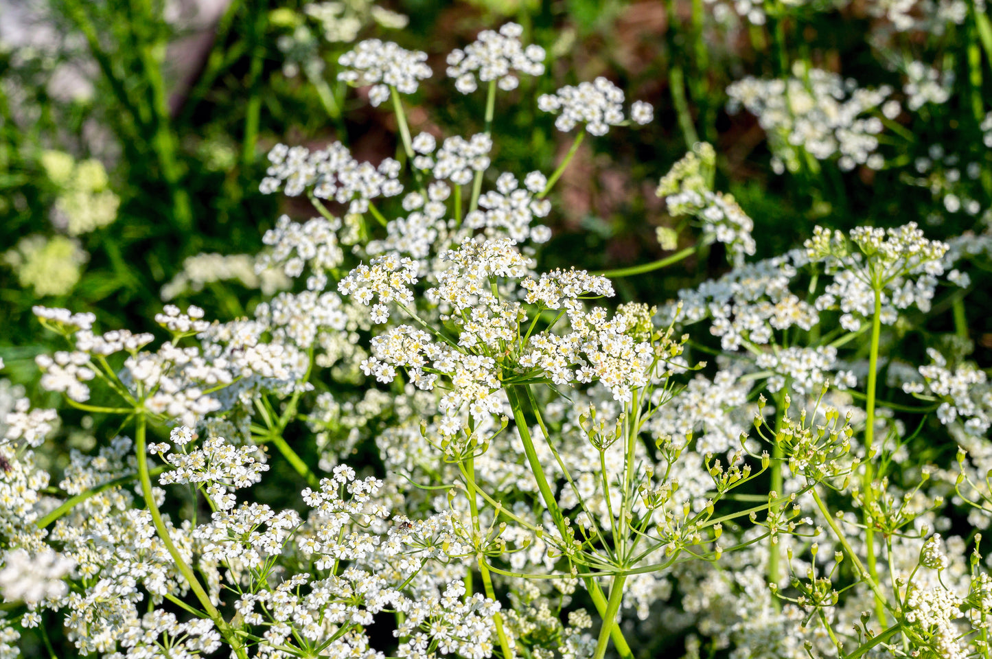 400 CARAWAY Carum Carvi HERB Flower Seeds