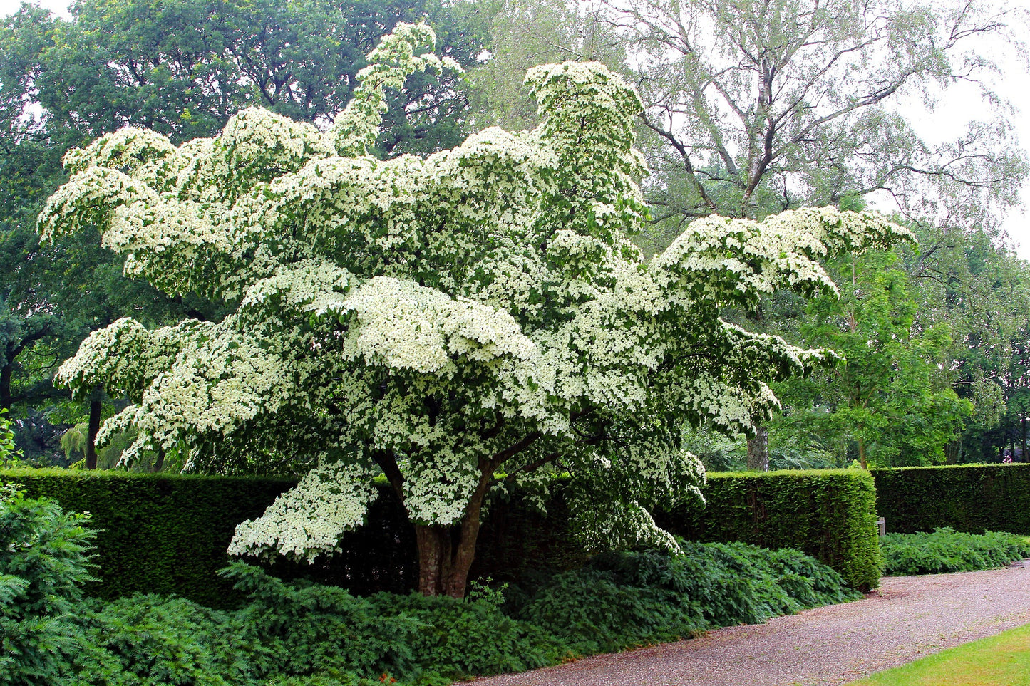 5 Flowering WHITE KOUSA DOGWOOD Cornus Kousa Tree Seeds