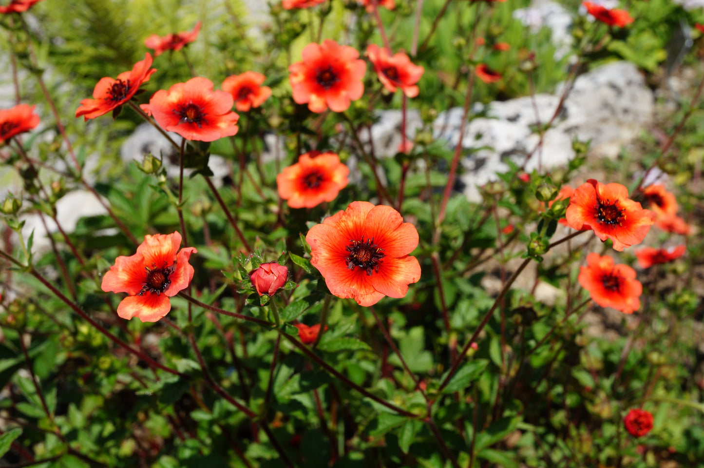 flower seeds in nepal 50 NEPAL CINQUEFOIL / POTENTILLA Nepalensis Pink Red Flower Seeds