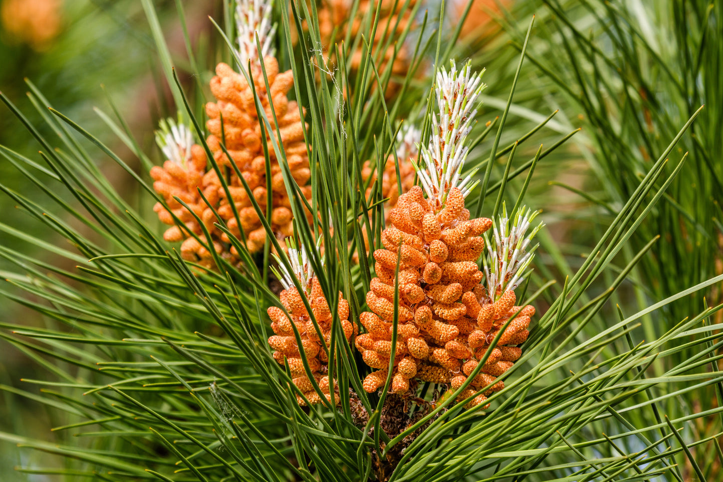 5 Pine Nut ITALIAN STONE PINE Pinus Pinea Umbrella Tree Seeds