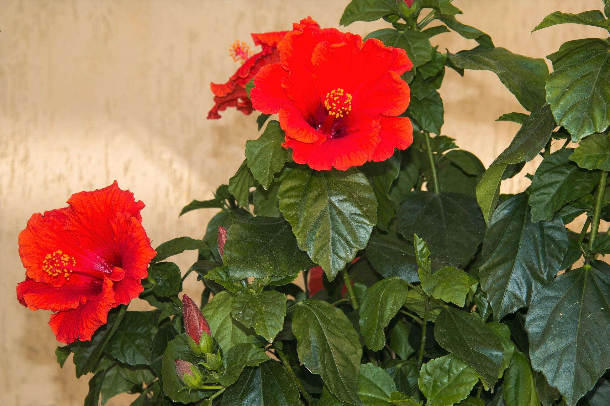 hibiscus plant from seeds 10 Luna RED HARDY HIBISCUS Hibiscus Moscheutos Balhibred Flower Seeds – Seedville USA
