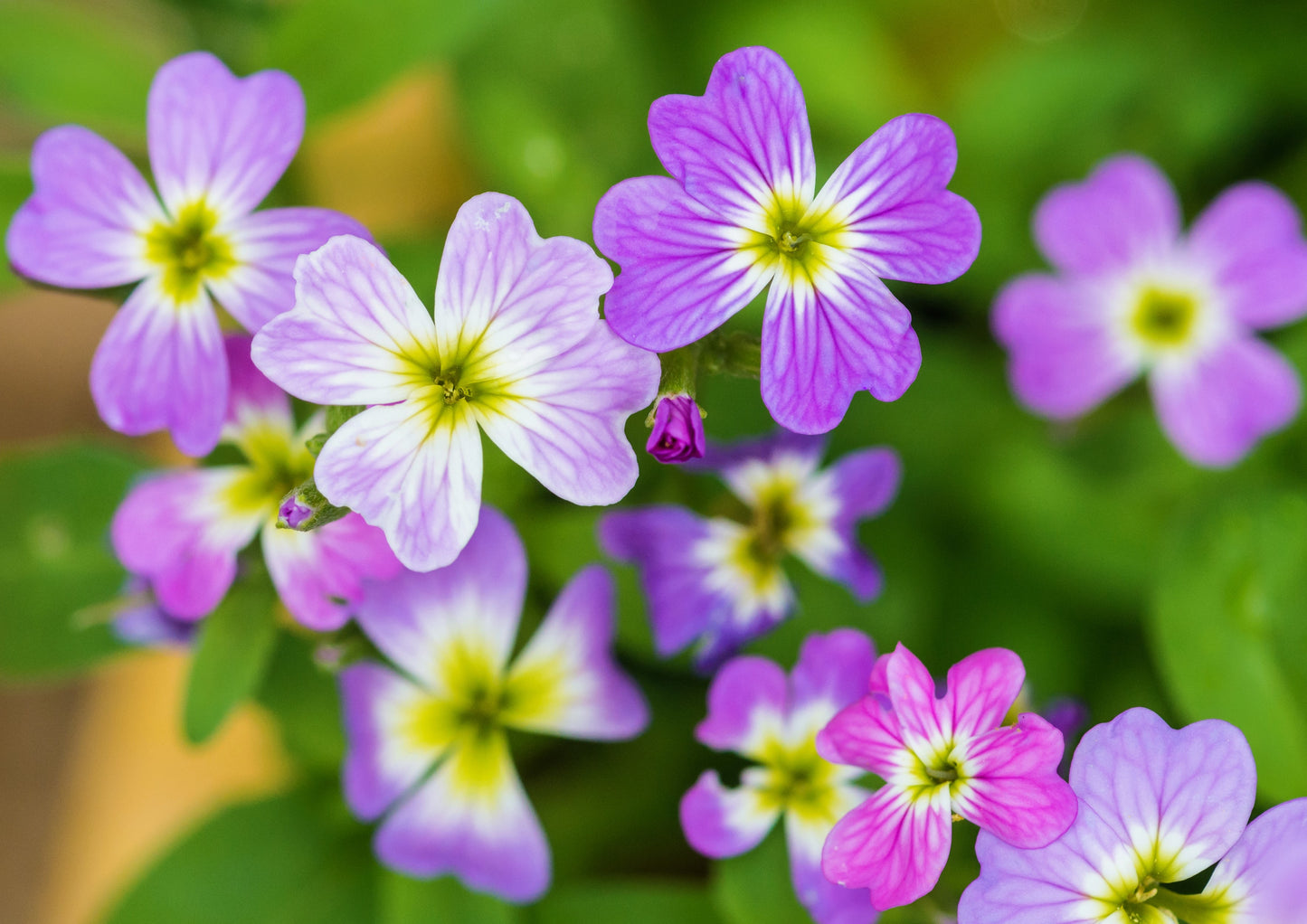 4000 VIRGINIA STOCK Malcolmia Maritima Flower Seeds