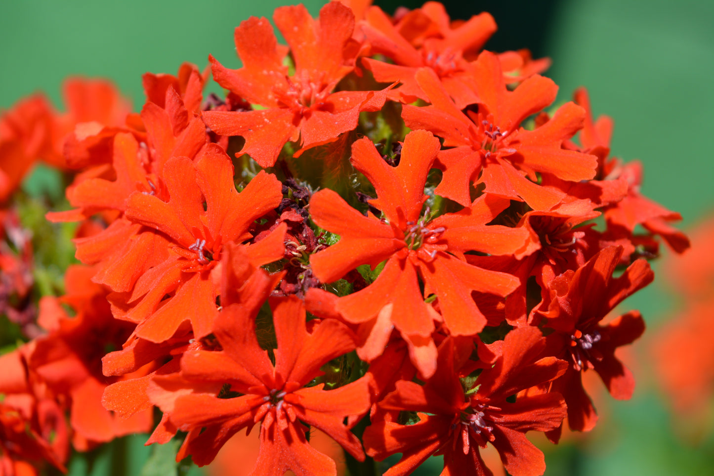 70 RED LYCHNIS Chalcedonica Campion Maltese Cross Flower Seeds