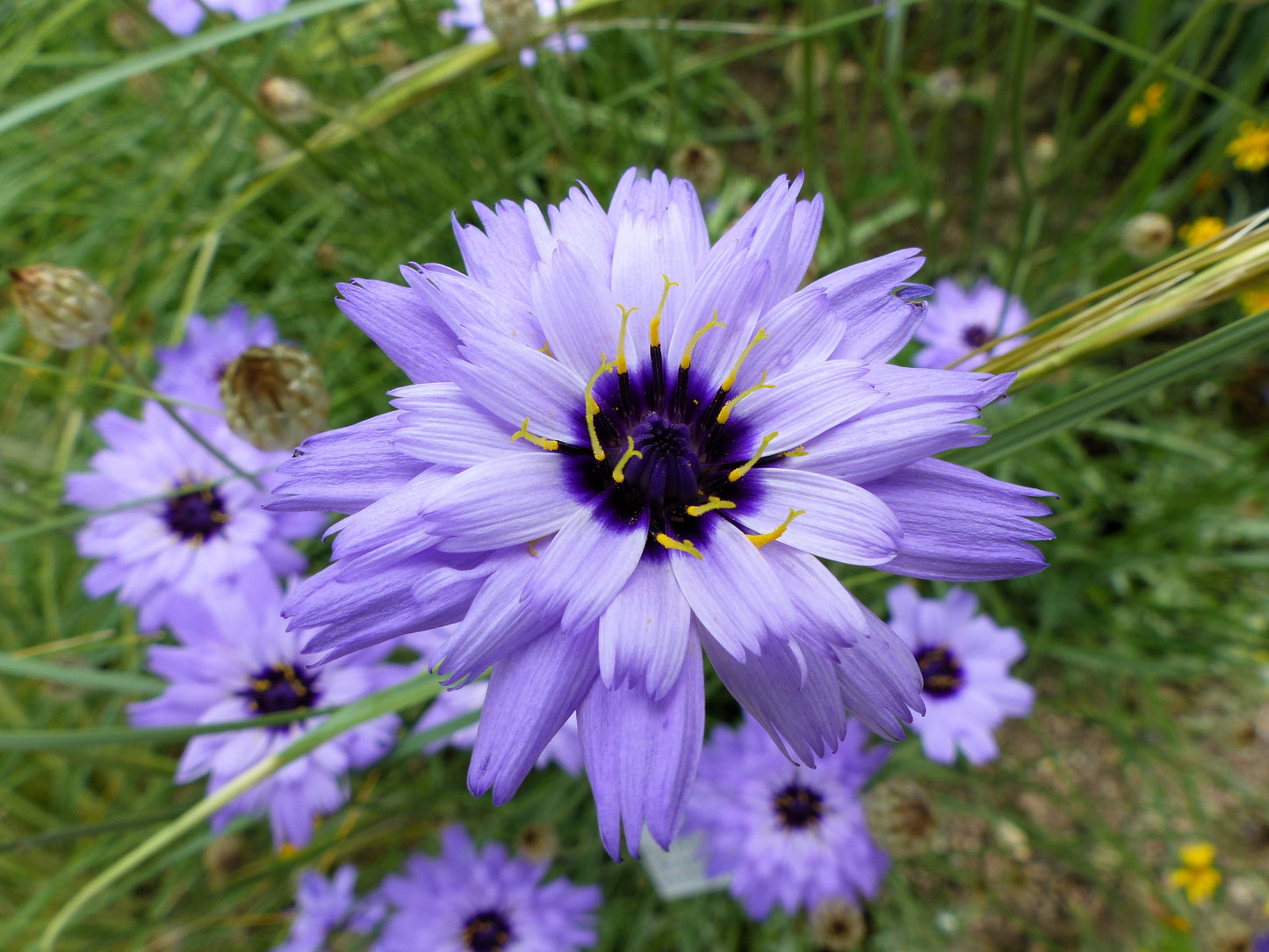 20 Blue CUPIDS DART aka ' LOVE plant ' Catananche Caerulea Flower Seeds