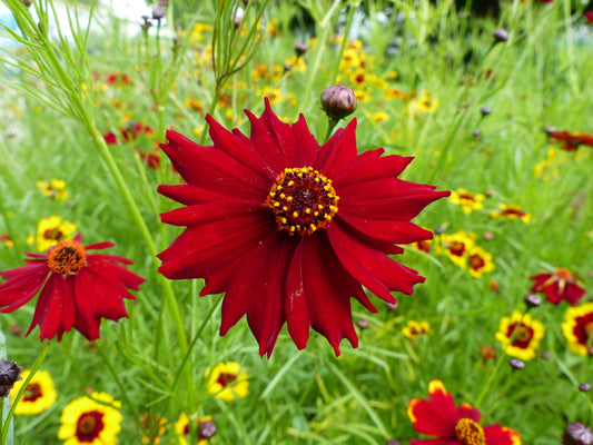 50 MAHOGANY MIDGET COREOPSIS Tinctoria Red Dwarf Flower Seeds