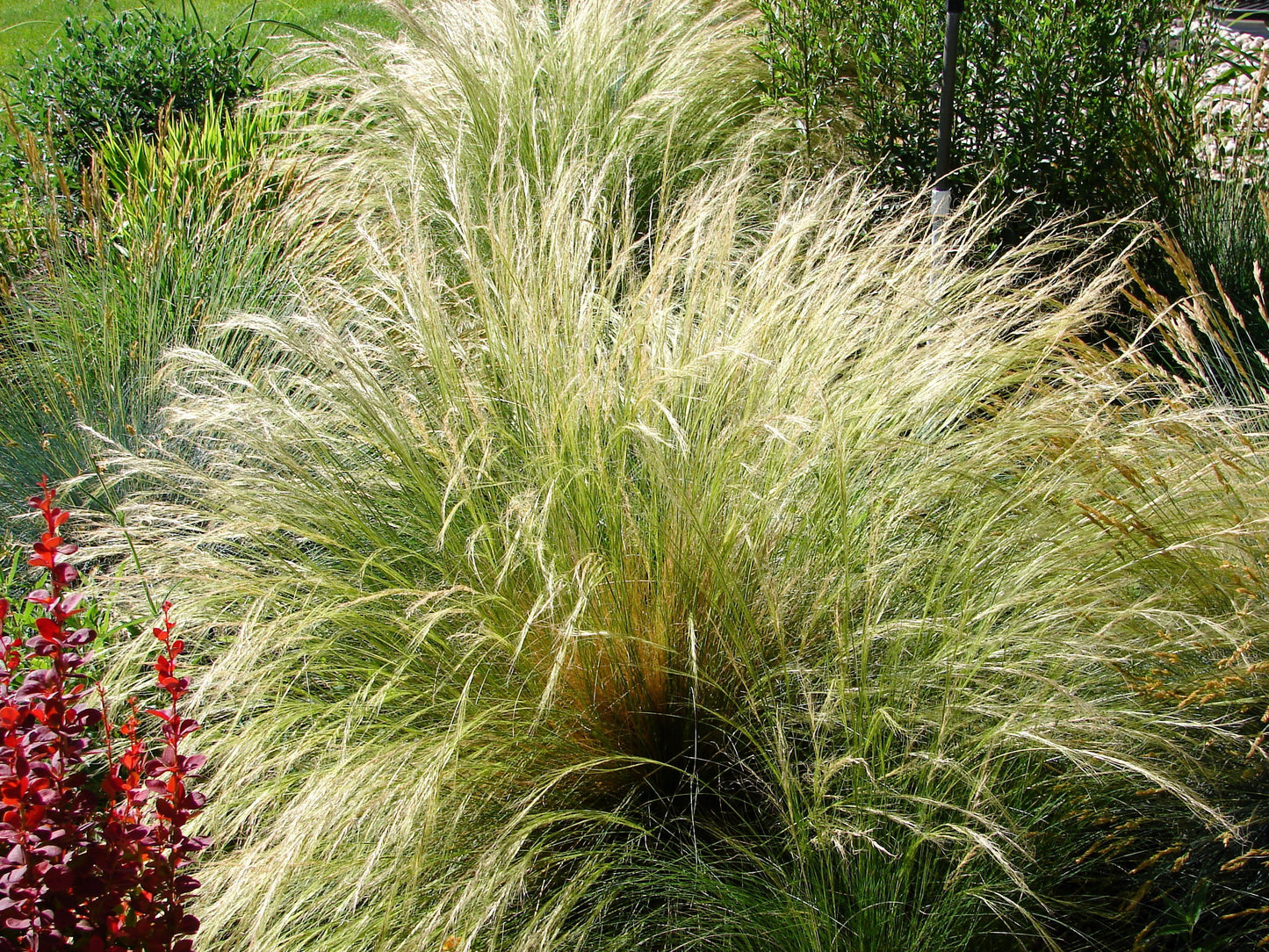 25 MEXICAN FEATHER GRASS Pony Tails Ornamental Stipa Tenuissima Nassella Seeds Wind Whisp