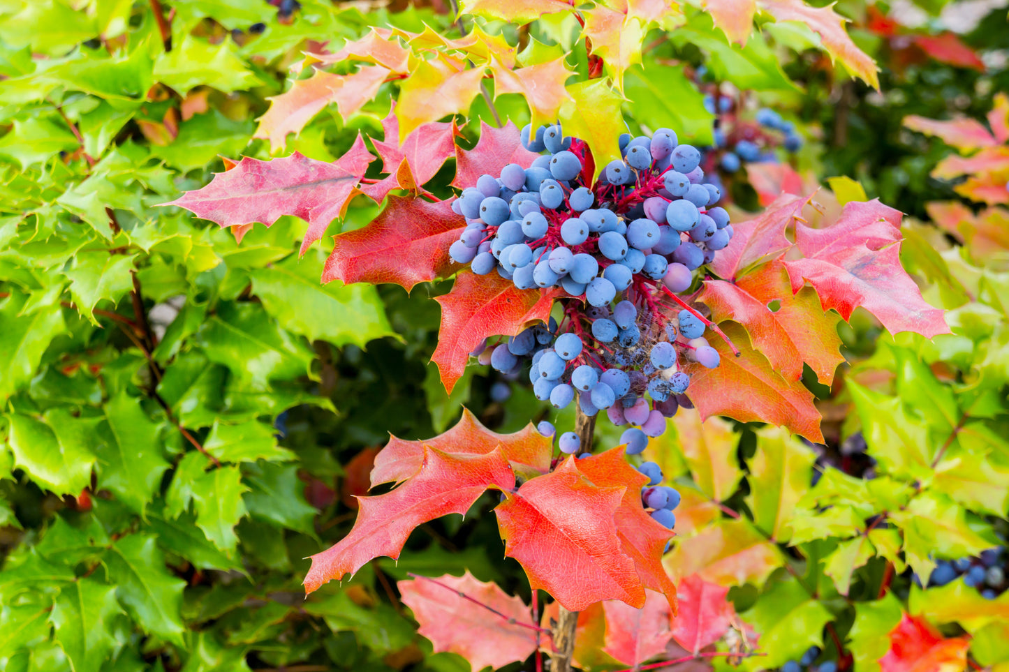 20 OREGON GRAPE Holly Fruit Vine Hollyleaved Barberry Mahonia Aquifolium Seeds