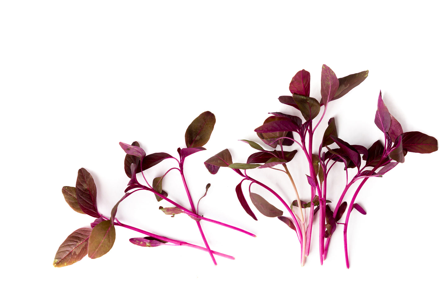 50 Organic RED AZTEC SPINACH Huauzontle Chenopodium Berlandieri Greens Vegetable Seeds