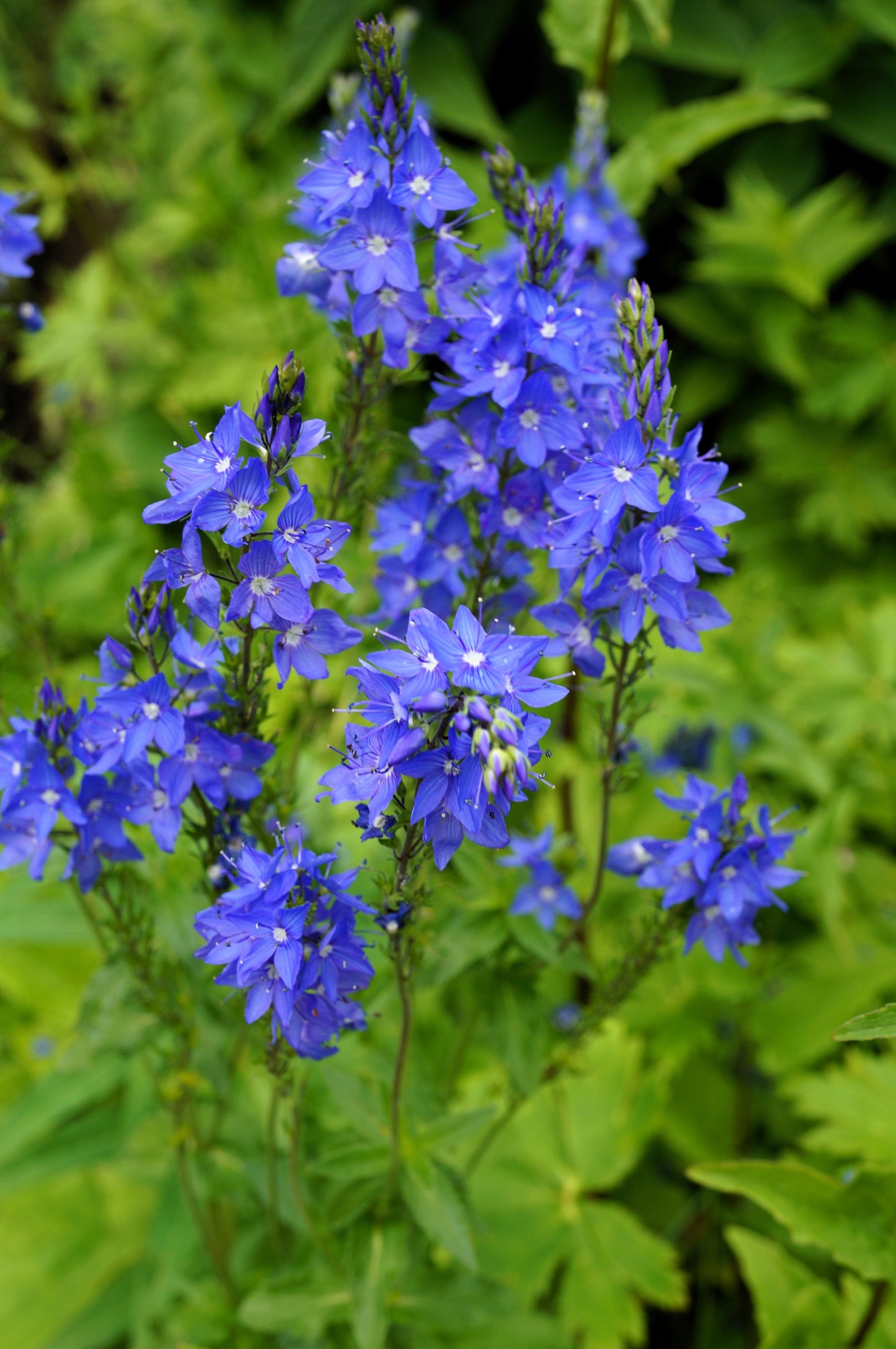 75 ROYAL BLUE SPEEDWELL Veronica Austriaca Teucrium Flower Seeds