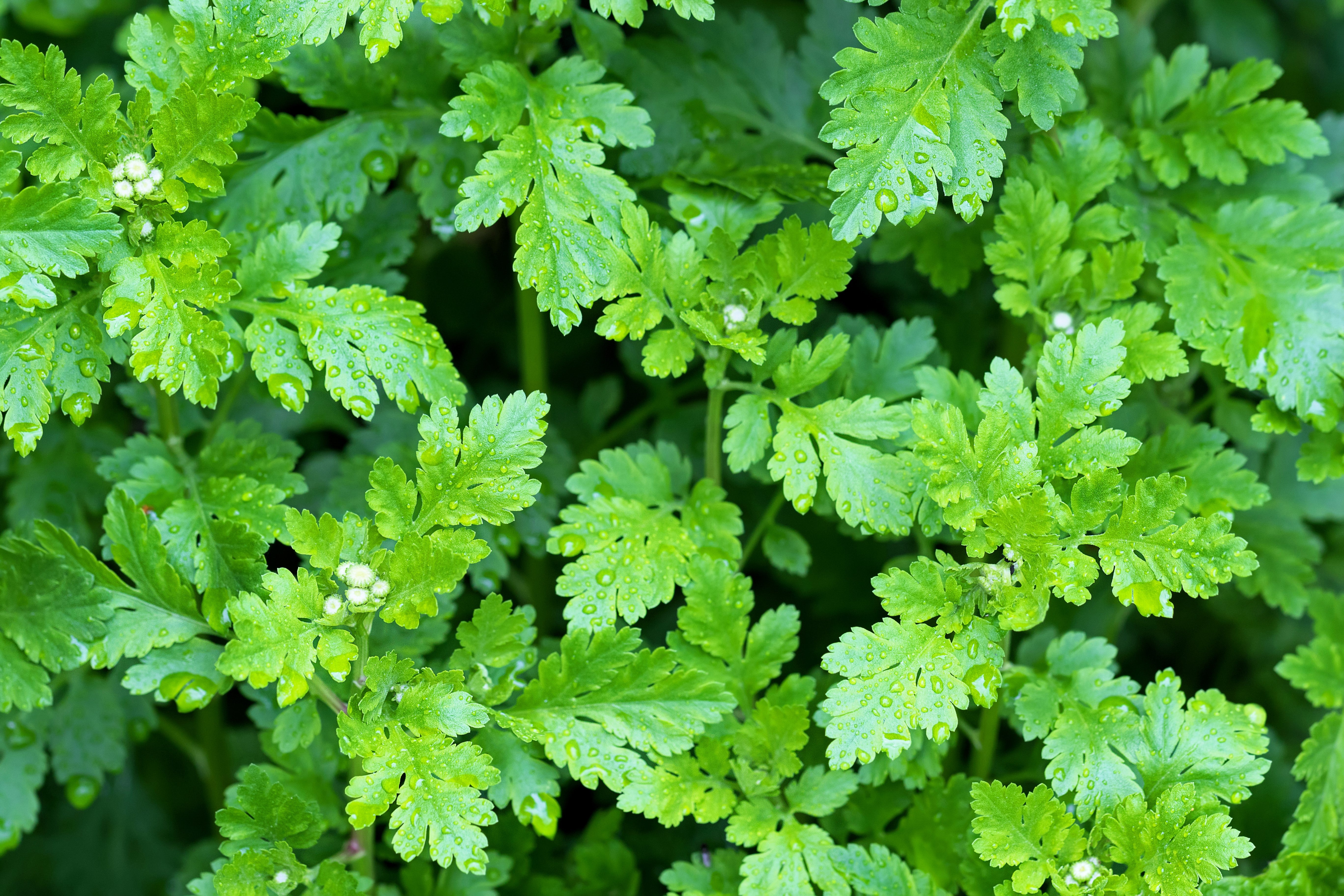 Seedville Feverfew - Thumbnail 2