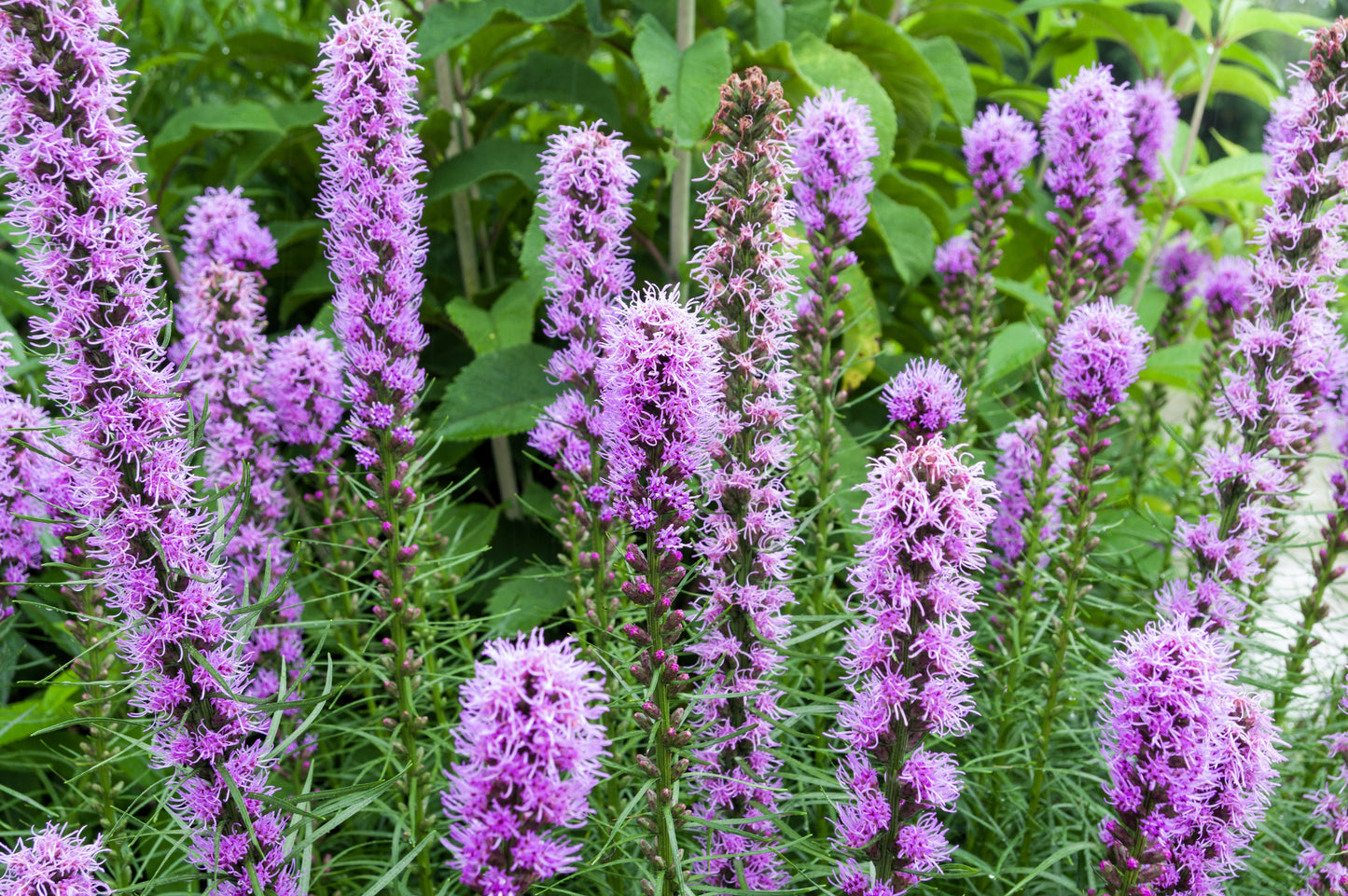 500 Purple BLAZING STAR Gayfeather LIATRIS Spicata Flower Seeds