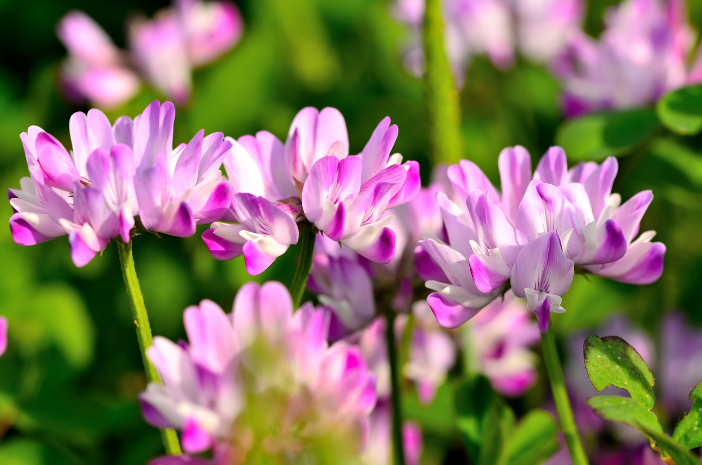 50 MILK VETCH Astragalus Sinicus Pink Purple Flower Ground Cover Legume Seeds