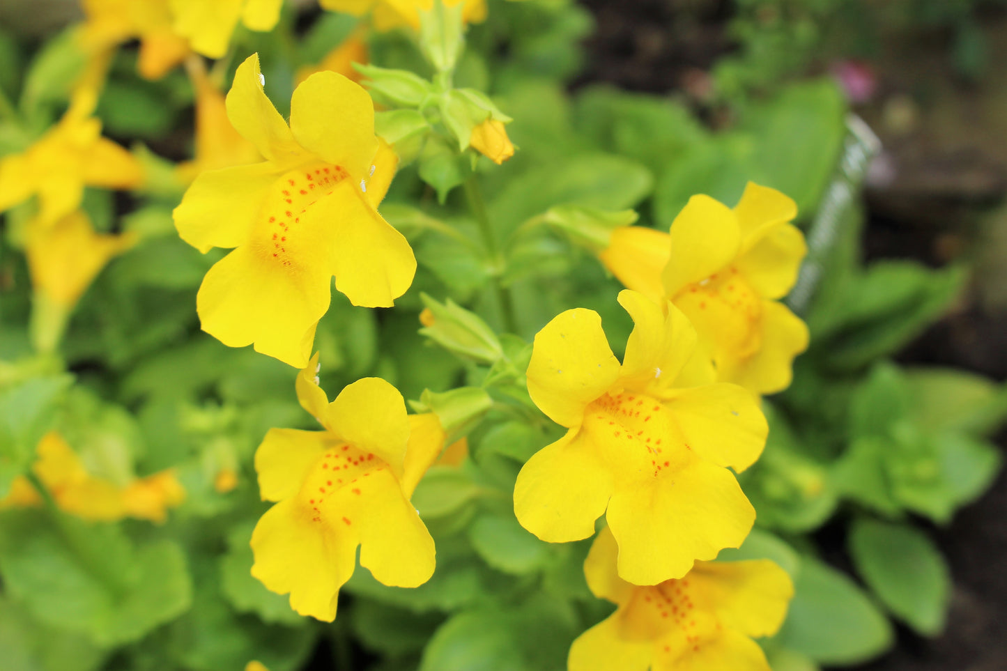 250 YELLOW MONKEY FLOWER Mimulus Grandiflorus Perennial Flower Seeds