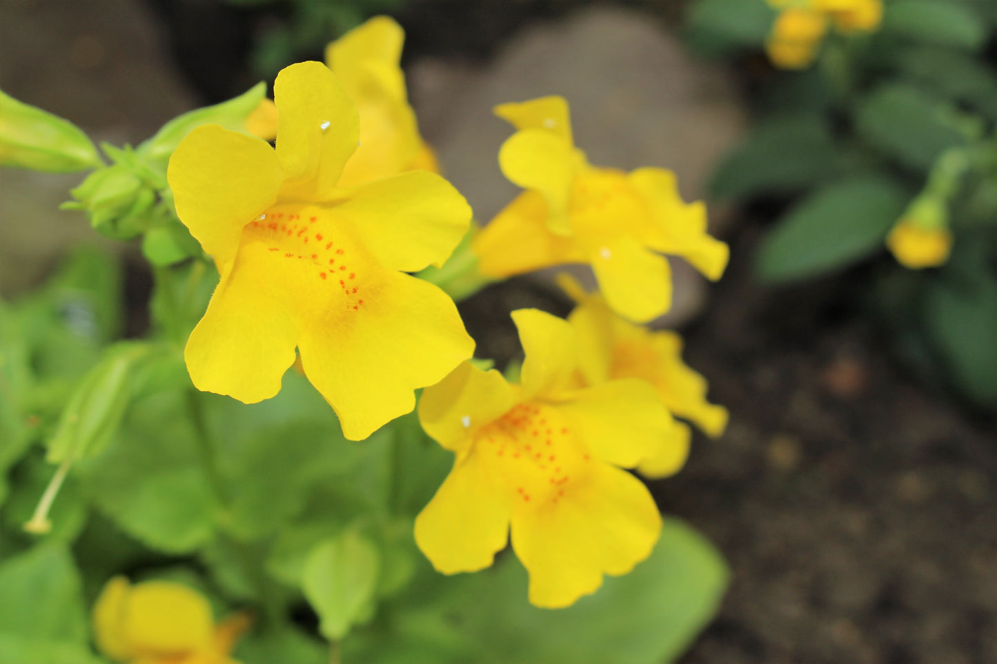 250 YELLOW MONKEY FLOWER Mimulus Grandiflorus Perennial Flower Seeds