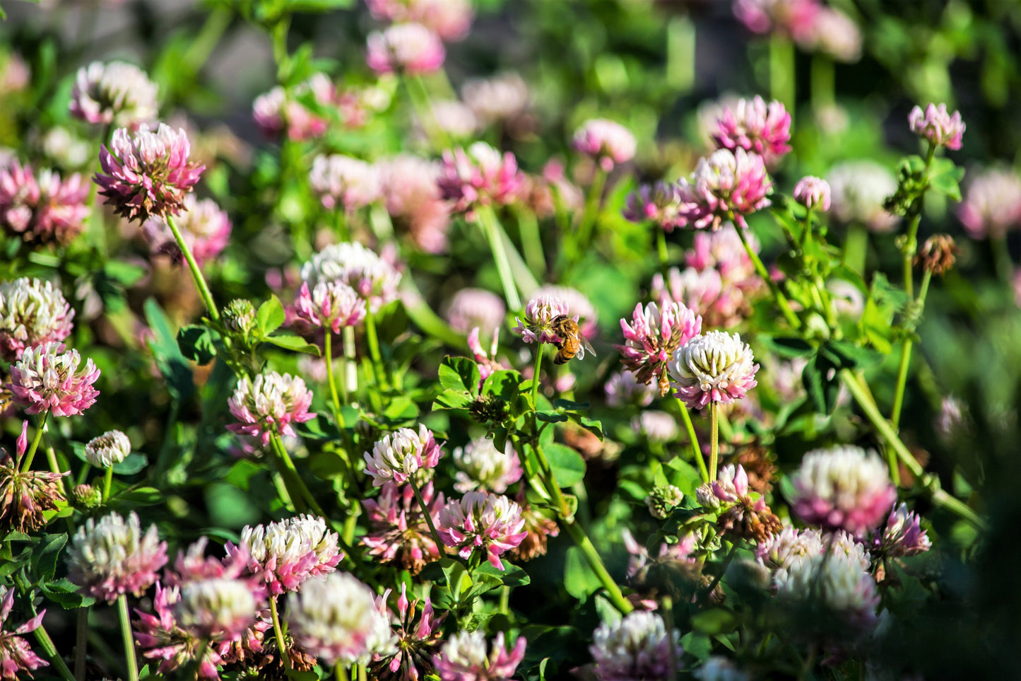 1500 ALSIKE CLOVER Trifolium Hybridum Pink & White Flower Legume Seeds