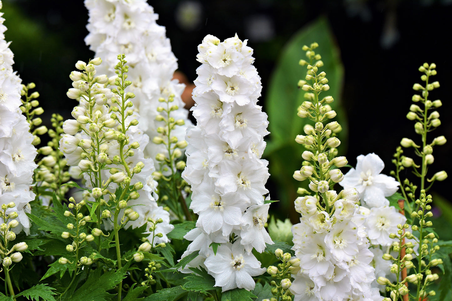 150 WHITE KING LARKSPUR Delphinium Consolida Giant Imperial Flower Seeds