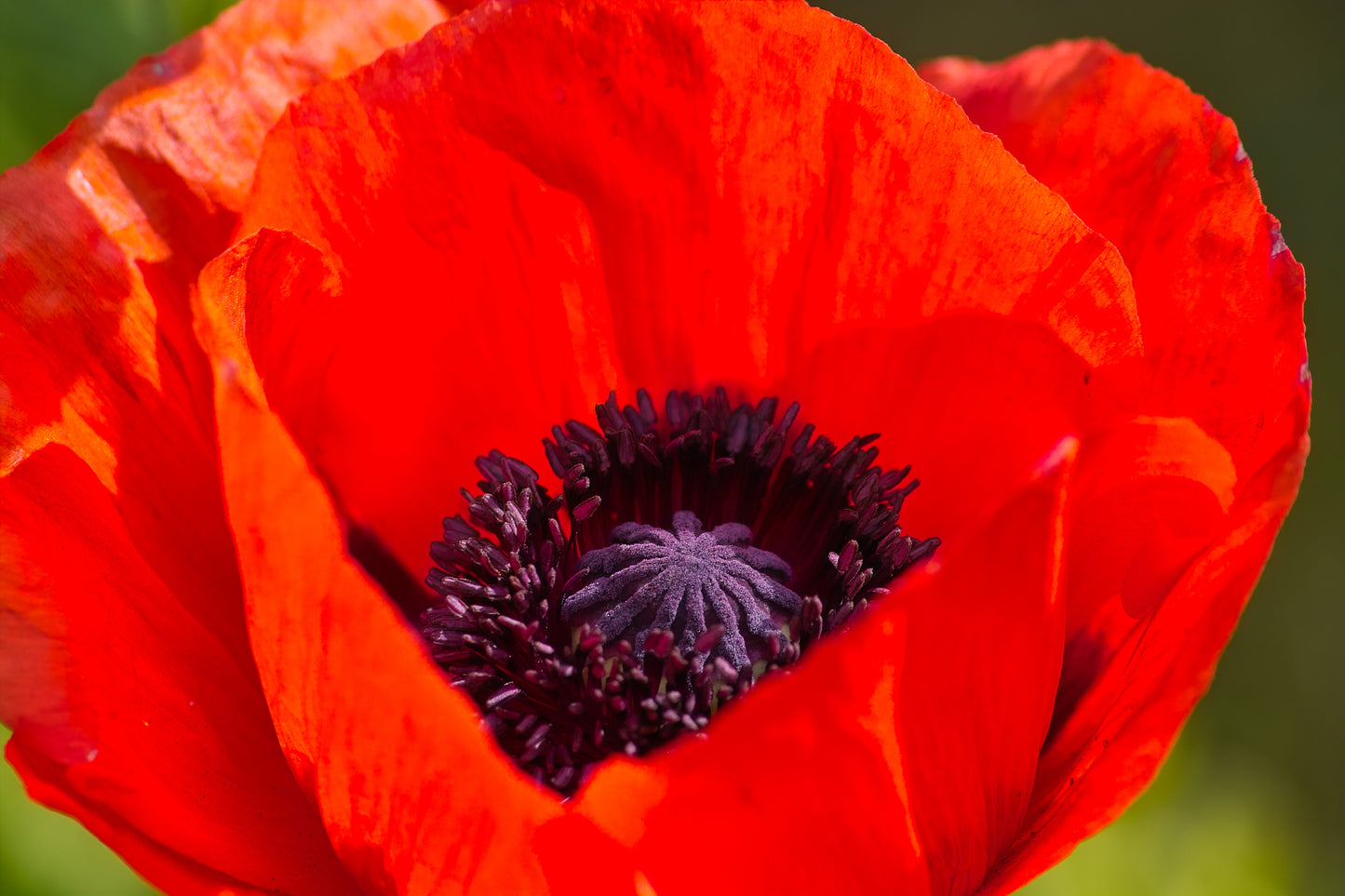 100 RED TURKISH POPPY Heirloom Papaver Somniferum Flower Seeds