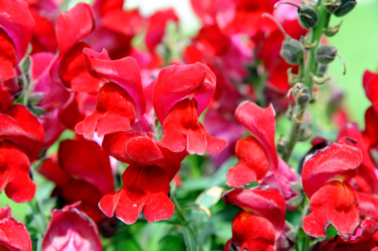 250 RUBY RED SNAPDRAGON Antirrhinum Majus Flower Seeds