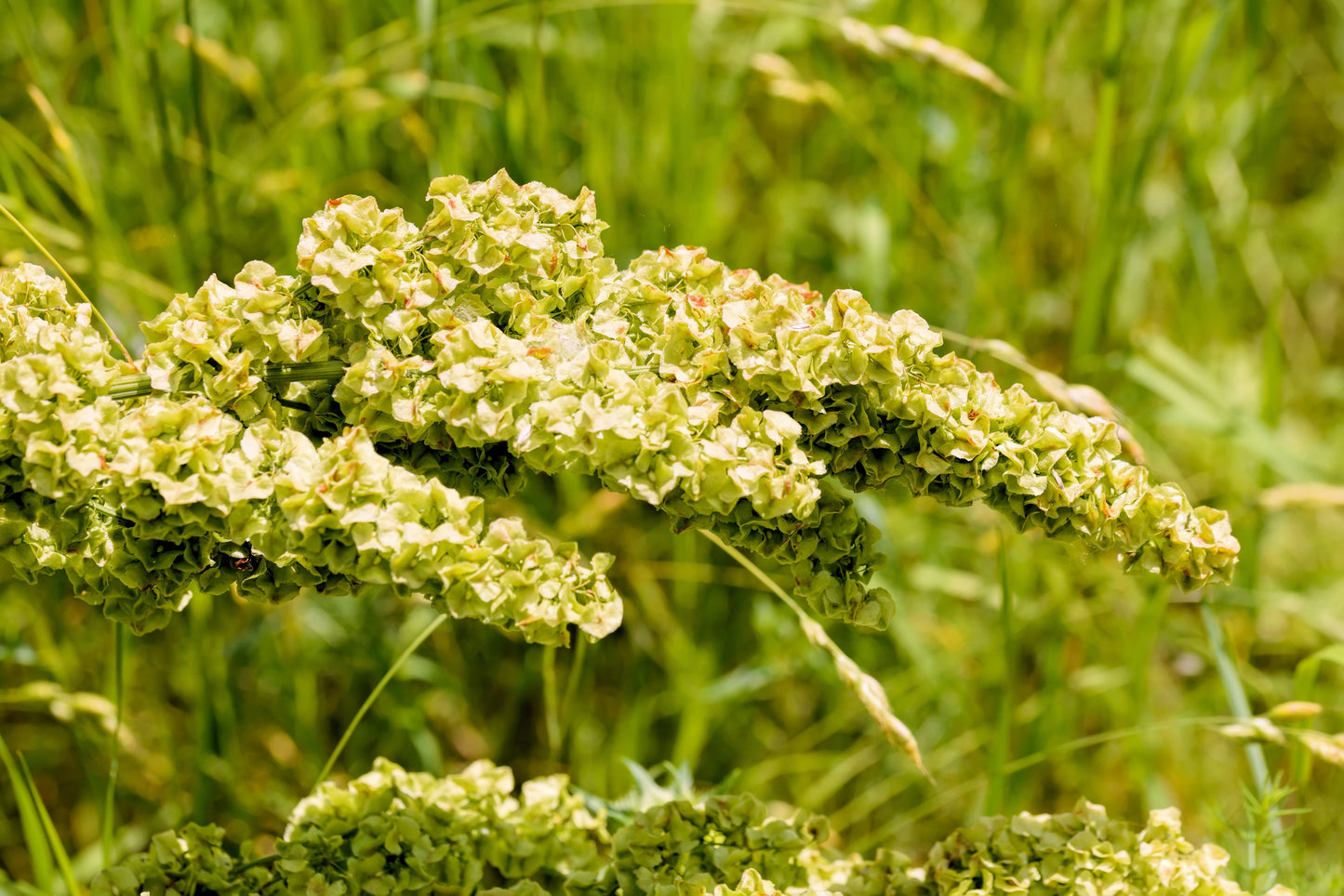 100 CURLY DOCK Yellow Dock Rumex Crispus Herb Yellow Flower Red Pod Seeds