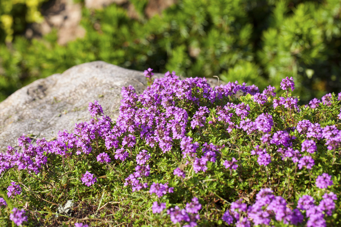 1000 THYME Common, English, German, French, Garden, or Winter Thymus Vulgaris Herb Flower Seeds