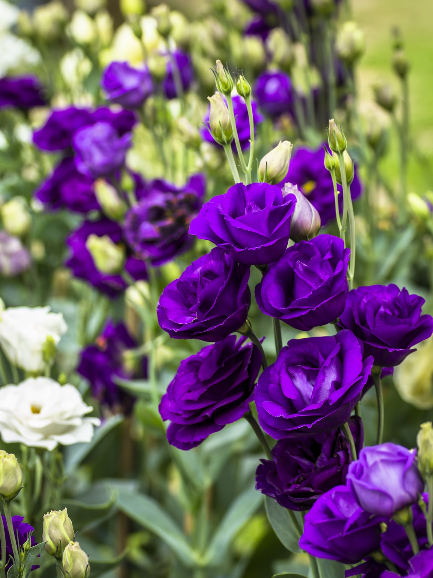 20 Mixed Colors LISIANTHUS Eustoma Grandiflorum Bluebell Gentian Flower Seeds