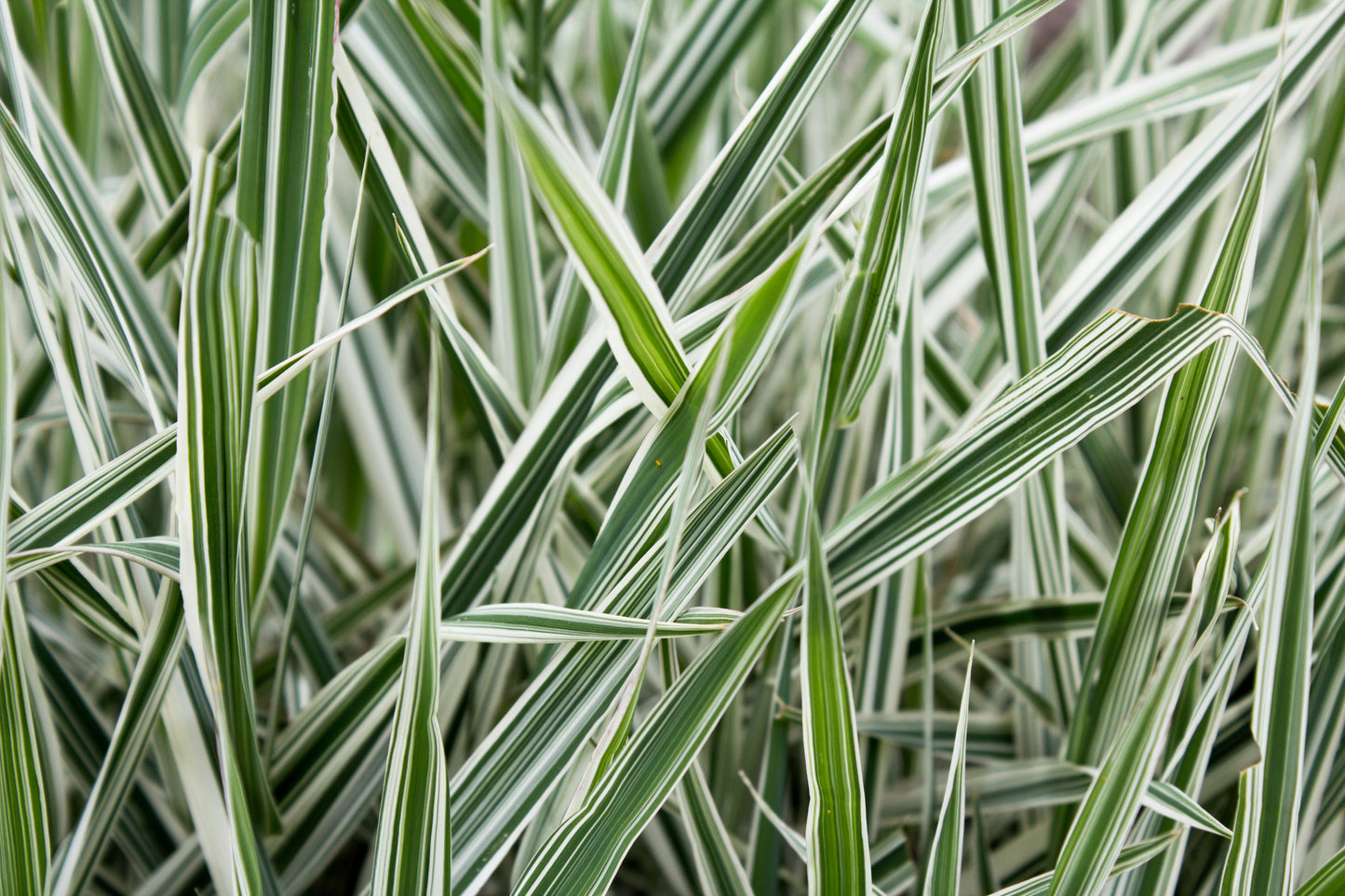 1000 Variegated RIBBON GRASS Reed Canary Phalaris Arundinacea Pink Flower Seeds